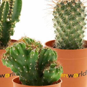Mini cactus en succulenten mix in gekleurde potjes pot maat 6