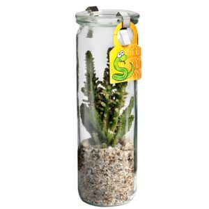 Cylinder glas met cactus